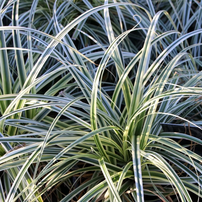 Japan-Segge 'Everest' kaufen – Carex oshimensis | 2 Pflanzen, immergrün für Schatten