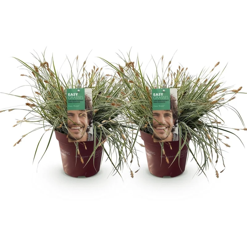 Japan-Segge 'Everest' kaufen – Carex oshimensis | 2 Pflanzen, immergrün für Schatten