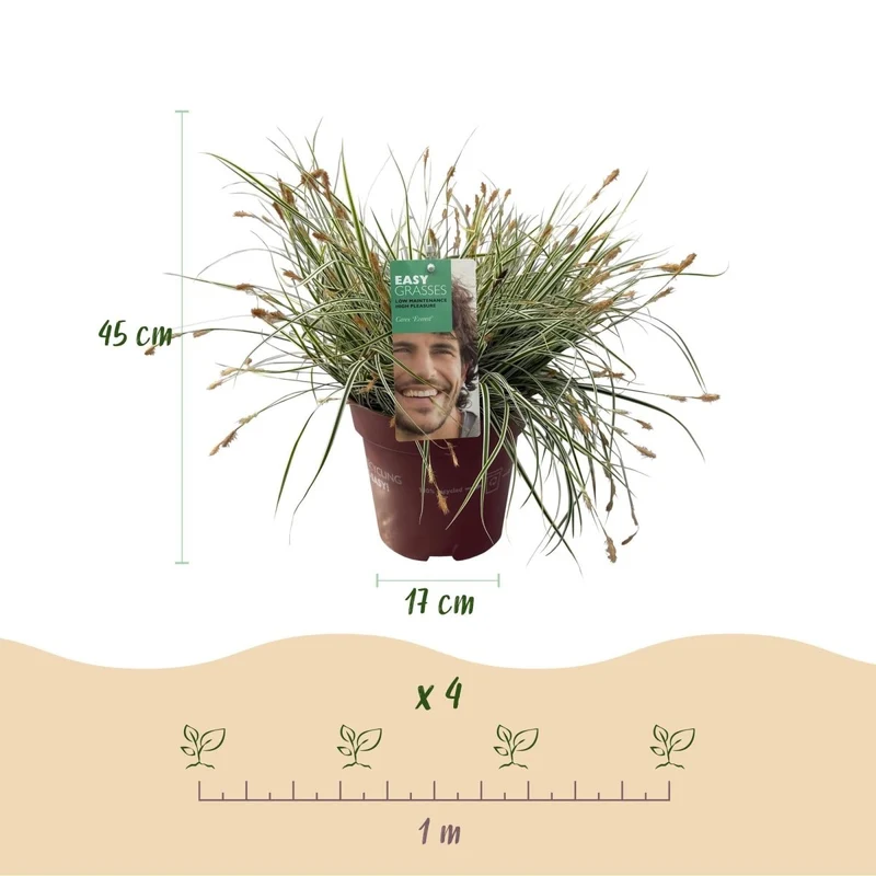 Japan-Segge 'Everest' kaufen – Carex oshimensis | 2 Pflanzen, immergrün für Schatten
