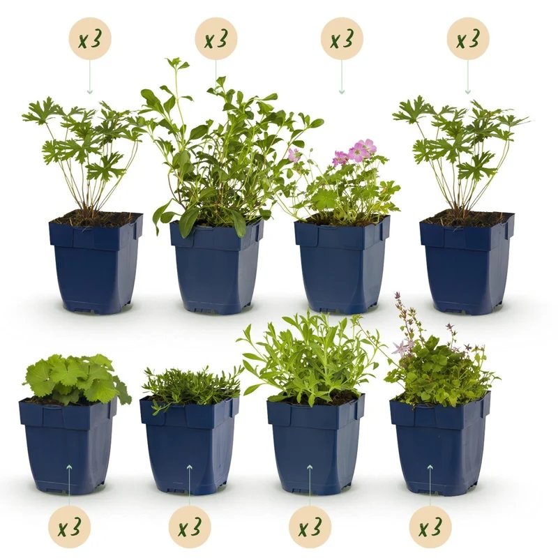 Stauden-Paket - Bodendecker - 24 Stauden - Für 3 m² - Verschiedene Farben - Wenig Pflege - Topf 11 cm