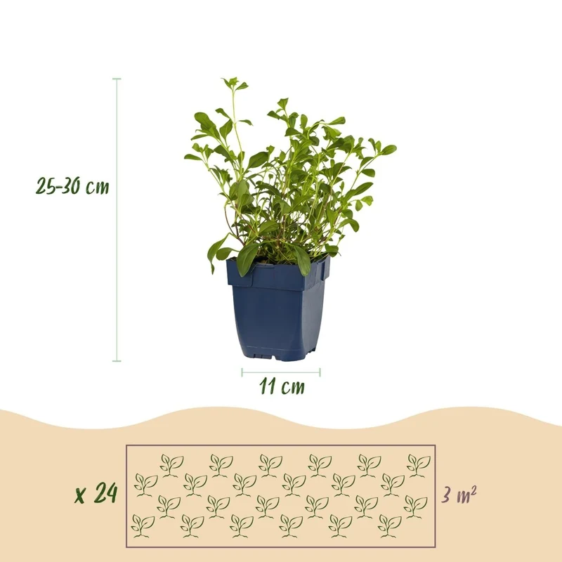 Stauden-Paket - Bodendecker - 24 Stauden - Für 3 m² - Verschiedene Farben - Wenig Pflege - Topf 11 cm