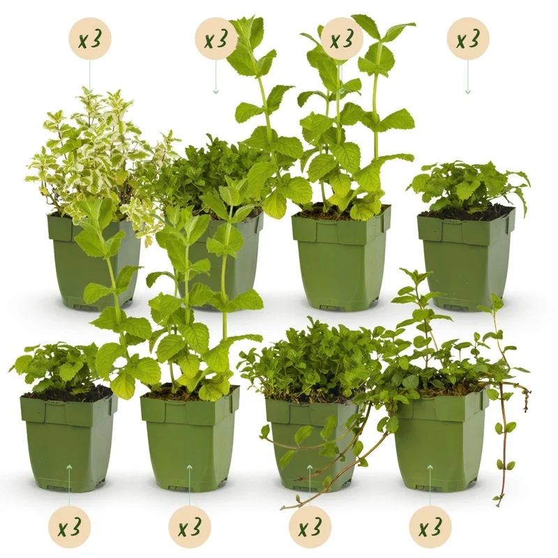 Kräuter-Paket - Kräutertee - 24 Stauden - Für 3 m² - Verschiedene Farben - Wenig Pflege - Topf 11 cm