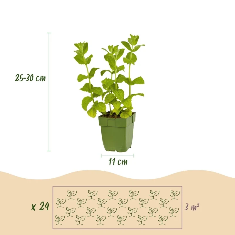 Kräuter-Paket - Kräutertee - 24 Stauden - Für 3 m² - Verschiedene Farben - Wenig Pflege - Topf 11 cm