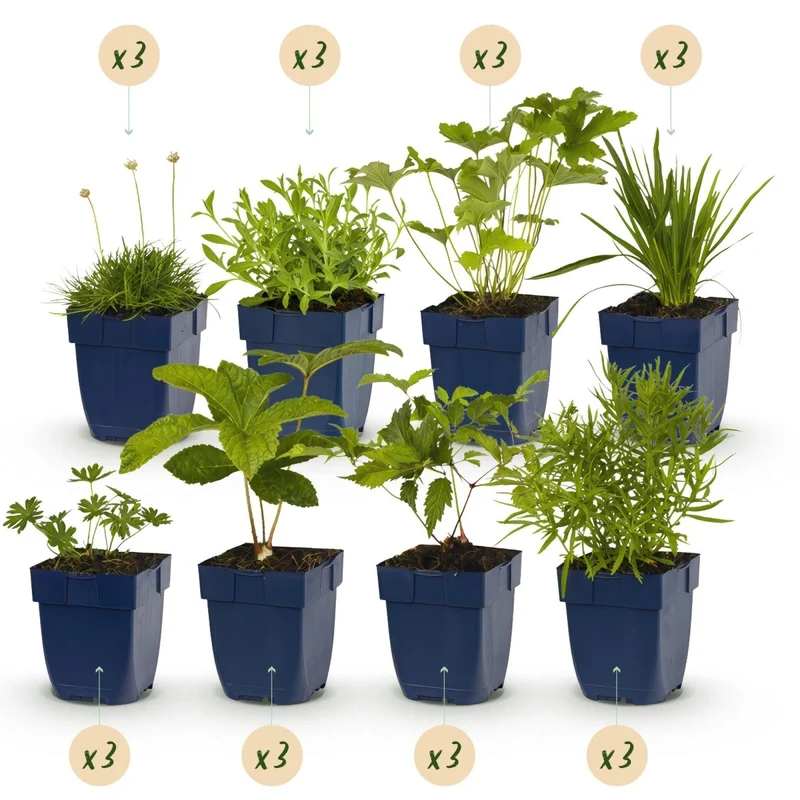 Stauden-Paket - Farbe Weiß - 24 Stauden - Für 3 m² - Verschiedene Farben - Wenig Pflege - Topf 11 cm
