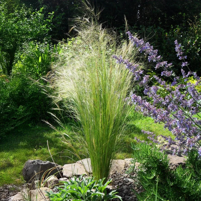 Federgras 'Pony Tails' – 4x Stipa tenuissima Ø17 cm | Immergrün & pflegeleicht
