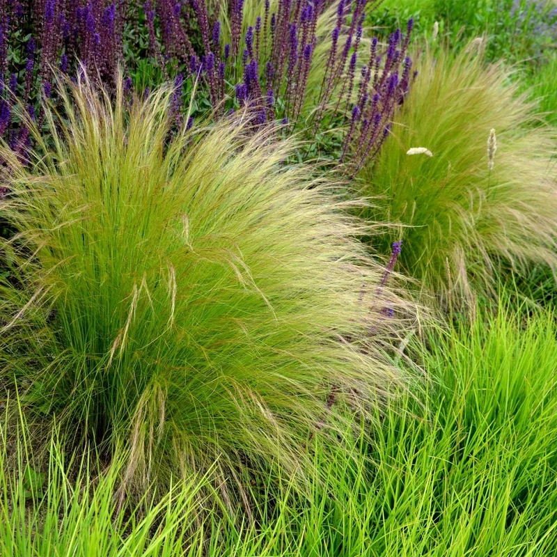 Federgras 'Pony Tails' – 4x Stipa tenuissima Ø17 cm | Immergrün & pflegeleicht