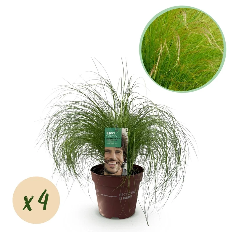 Federgras 'Pony Tails' – 4x Stipa tenuissima Ø17 cm | Immergrün & pflegeleicht