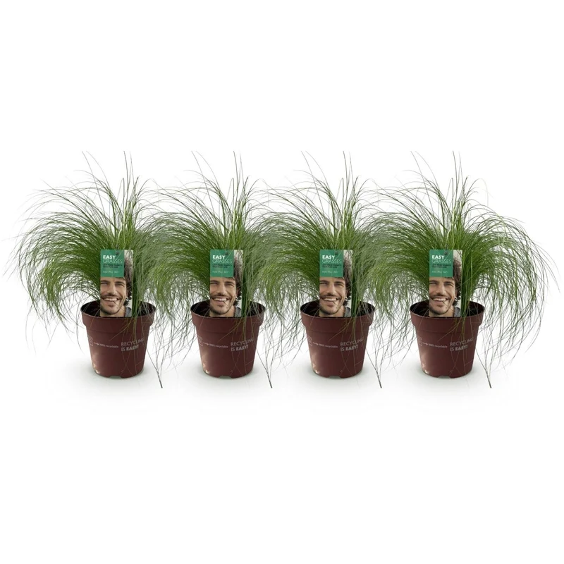 Federgras 'Pony Tails' – 4x Stipa tenuissima Ø17 cm | Immergrün & pflegeleicht
