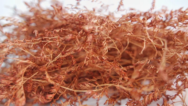 Limonium getrocknet - 1 Bund XL - Terracotta
