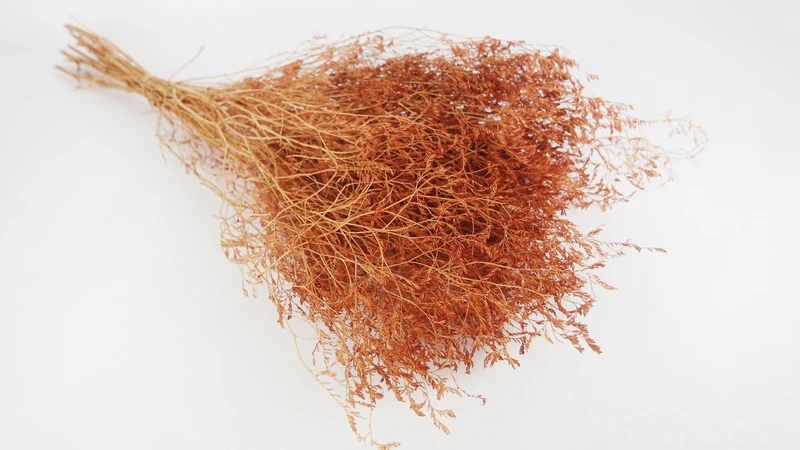 Limonium getrocknet - 1 Bund XL - Terracotta