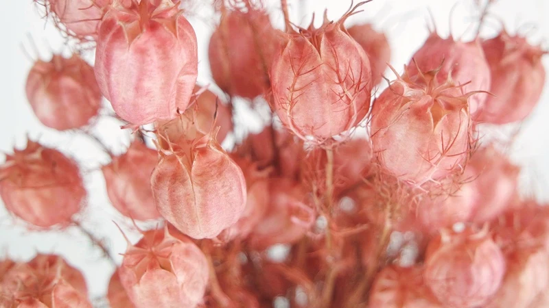 Nigella - 1 Bund - Vintage rosa