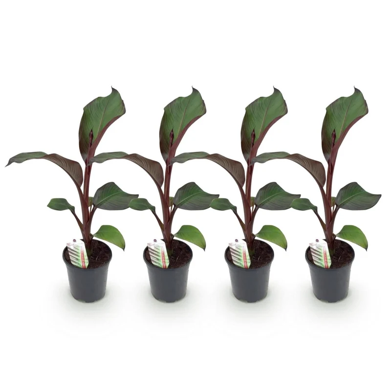 Bananenpflanze 'Maurelli' | 4 Pflanzen – Ø17 cm Topf – Höhe 40 cm – Winterhart