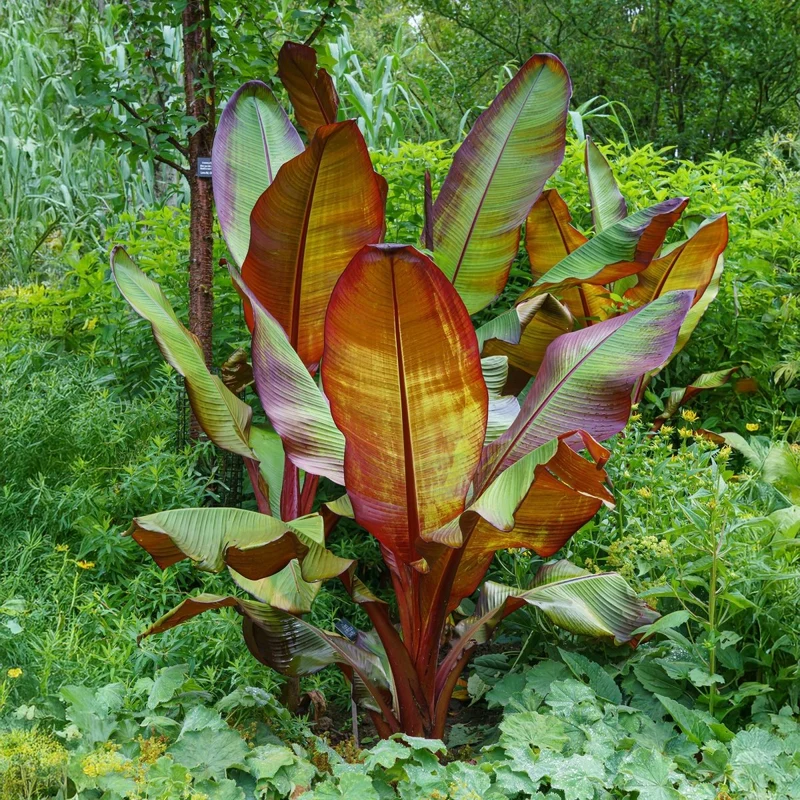 Bananenpflanze 'Maurelli' | 4 Pflanzen – Ø17 cm Topf – Höhe 40 cm – Winterhart