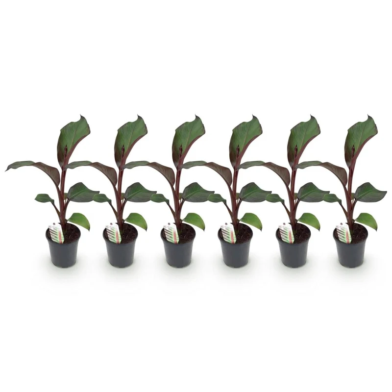 Bananenpflanze 'Maurelli' | 6 Pflanzen – Ø17 cm Topf – Höhe 40 cm – Winterhart