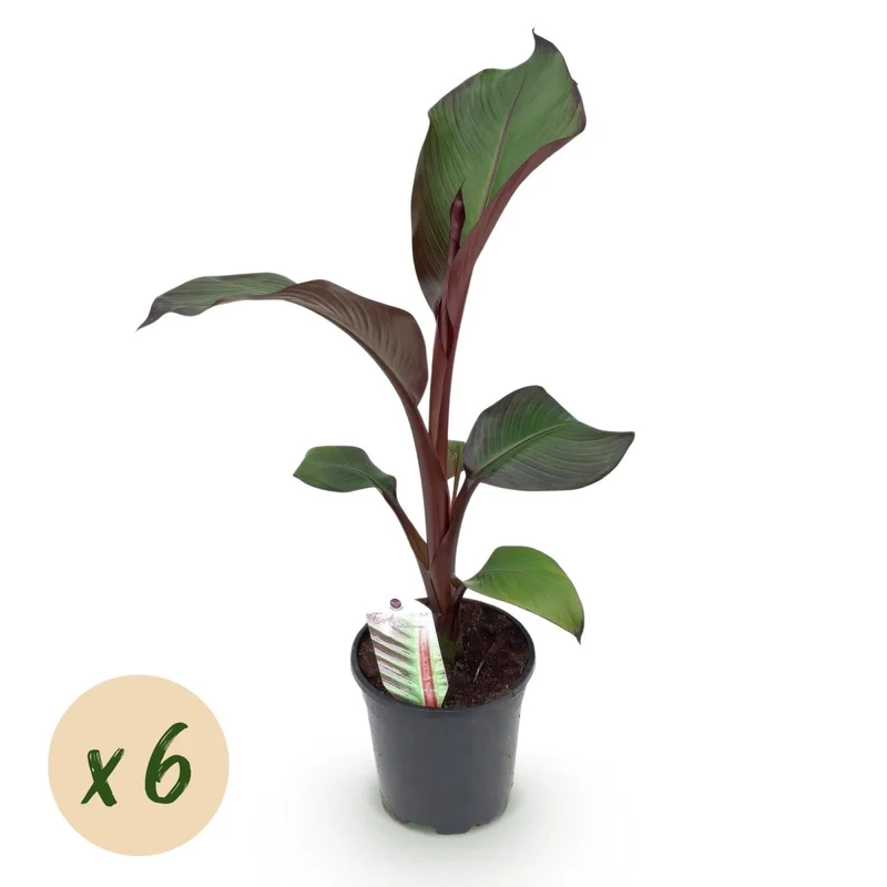 Bananenpflanze 'Maurelli' | 6 Pflanzen – Ø17 cm Topf – Höhe 40 cm – Winterhart