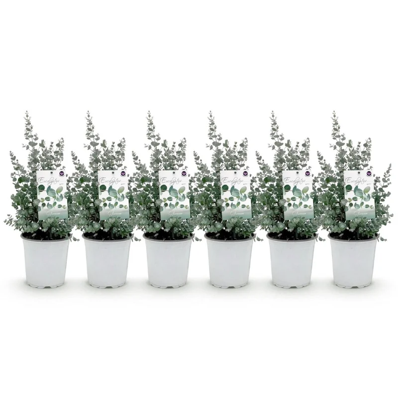 Terrassenpflanze - Eukalyptusbaum - Eukalyptus gunnii - Grau - 6 Pflanzen - Winterhart - Topf 17cm Höhe 40cm