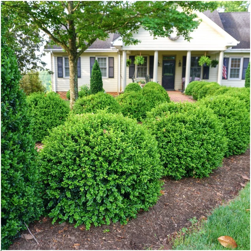 Buxus NewGen Freedom – 6er-Pack – Winterharte Immergrüne Sträucher – Ø7 cm Topf – Höhe ca. 15 cm