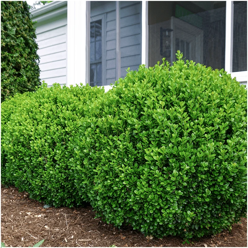 Buxus NewGen Freedom – 6er-Pack – Winterharte Immergrüne Sträucher – Ø7 cm Topf – Höhe ca. 15 cm