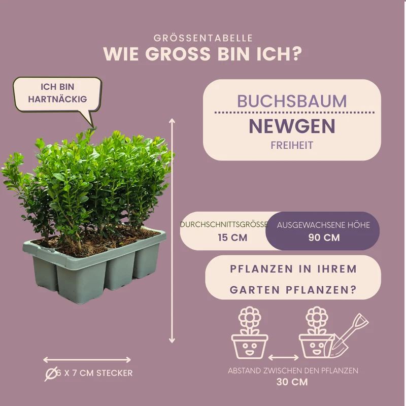 Buxus NewGen Freedom – 6er-Pack – Winterharte Immergrüne Sträucher – Ø7 cm Topf – Höhe ca. 15 cm