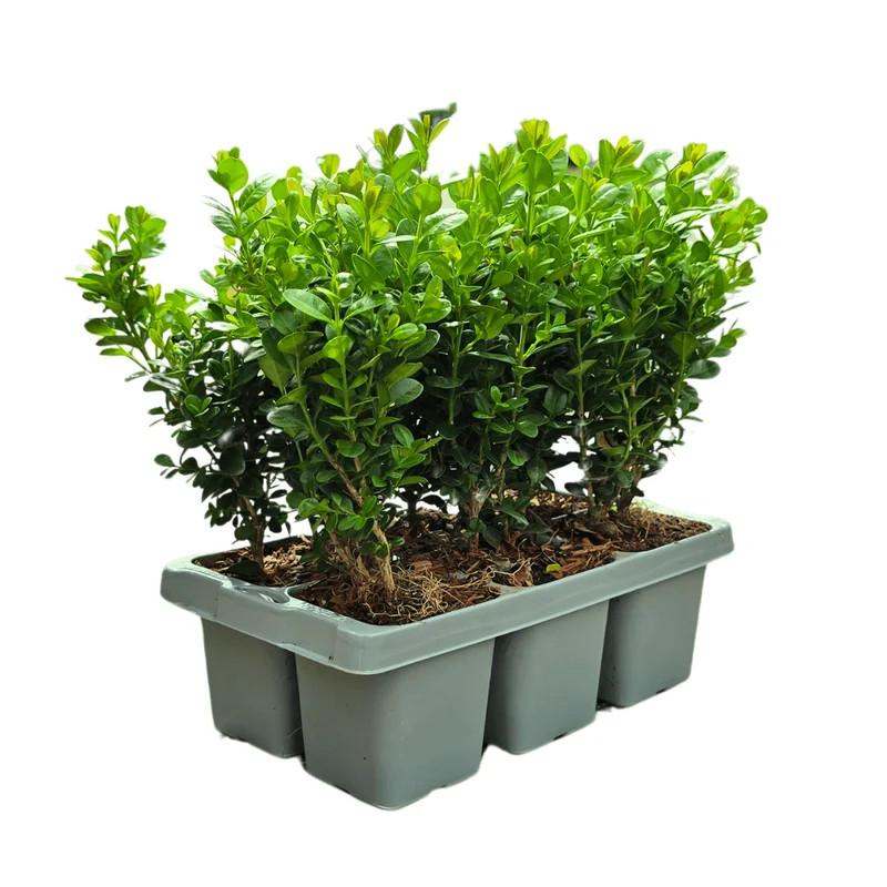 Buxus NewGen Freedom – 6er-Pack – Winterharte Immergrüne Sträucher – Ø7 cm Topf – Höhe ca. 15 cm