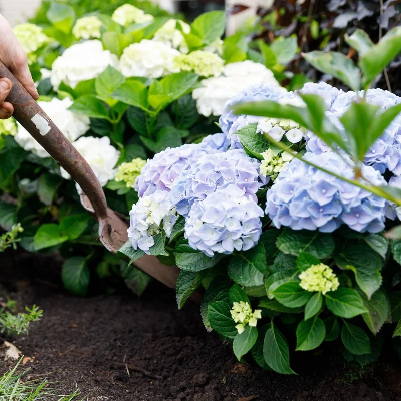 Balkon-Hortensie Forever & Ever Blau – 2 Pflanzen – 7–12 Blüten – Ø23 cm Topf – Höhe ca. 55 cm