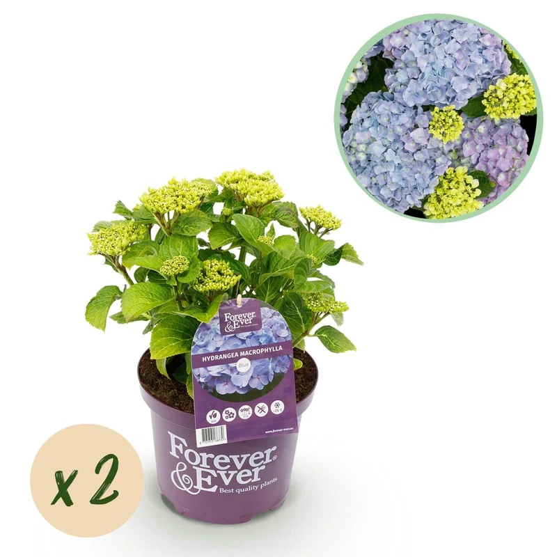 Balkon-Hortensie Forever & Ever Blau – 2 Pflanzen – 7–12 Blüten – Ø23 cm Topf – Höhe ca. 55 cm