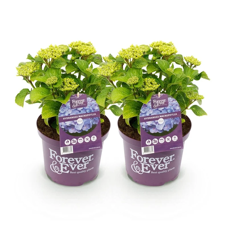 Balkon-Hortensie Forever & Ever Blau – 2 Pflanzen – 7–12 Blüten – Ø23 cm Topf – Höhe ca. 55 cm