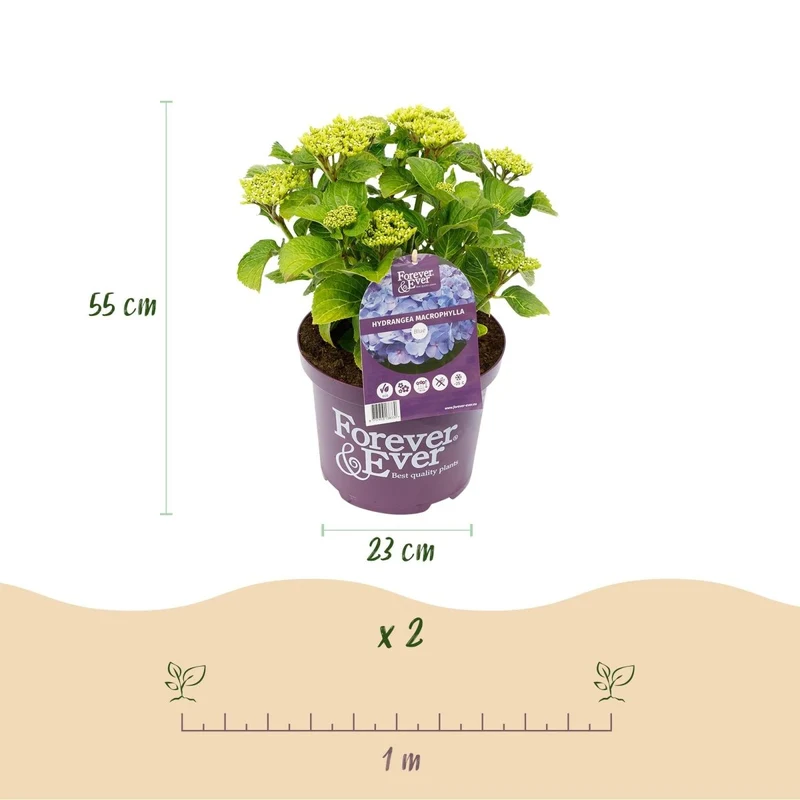 Balkon-Hortensie Forever & Ever Blau – 2 Pflanzen – 7–12 Blüten – Ø23 cm Topf – Höhe ca. 55 cm
