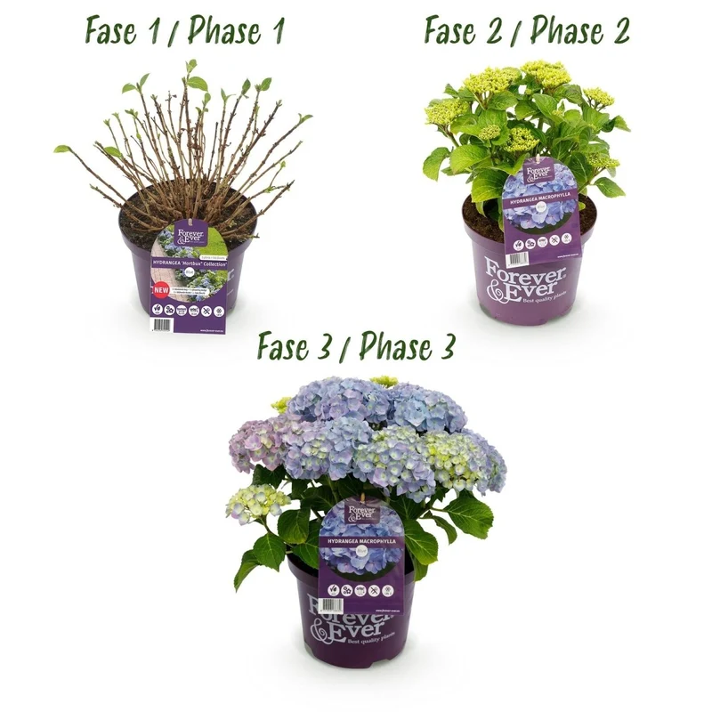 Balkon-Hortensie Forever & Ever Blau – 2 Pflanzen – 7–12 Blüten – Ø23 cm Topf – Höhe ca. 55 cm