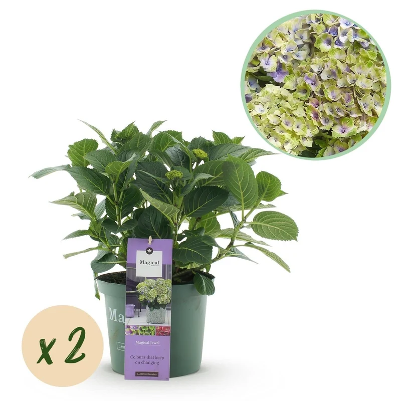 Balkon-Hortensie Blau – 2 Pflanzen – 6–10 Blüten – Ø23 cm Topf – Höhe ca. 55 cm