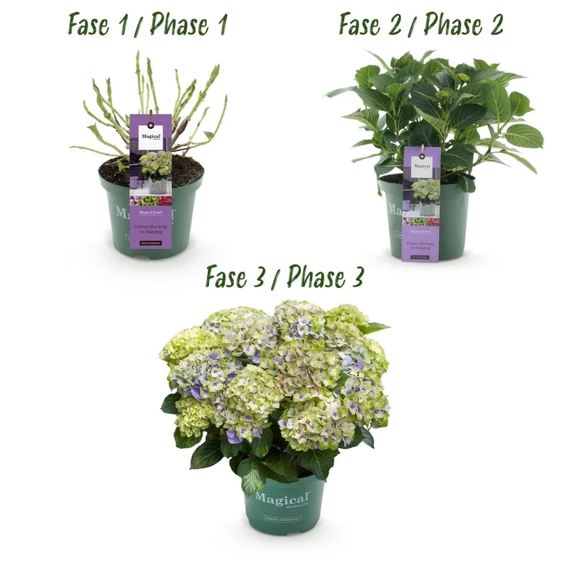 Balkon-Hortensie Blau – 2 Pflanzen – 6–10 Blüten – Ø23 cm Topf – Höhe ca. 55 cm