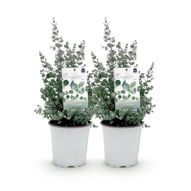 Terrassenpflanze - Eukalyptusbaum - Eucalyptus gunni - Grau - 2 Pflanzen - Winterhart - Topf 17cm Höhe 40cm