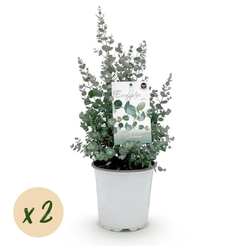 Terrassenpflanze - Eukalyptusbaum - Eucalyptus gunni - Grau - 2 Pflanzen - Winterhart - Topf 17cm Höhe 40cm