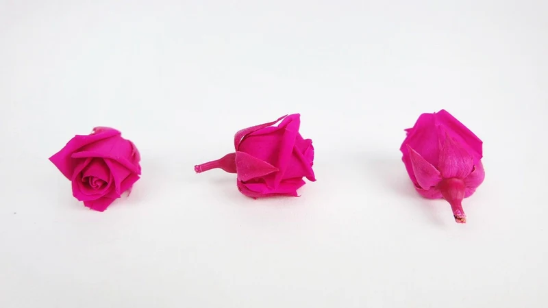 Stabilisierte Rosen Kiara 2 cm - 12 Stück - Hot pink