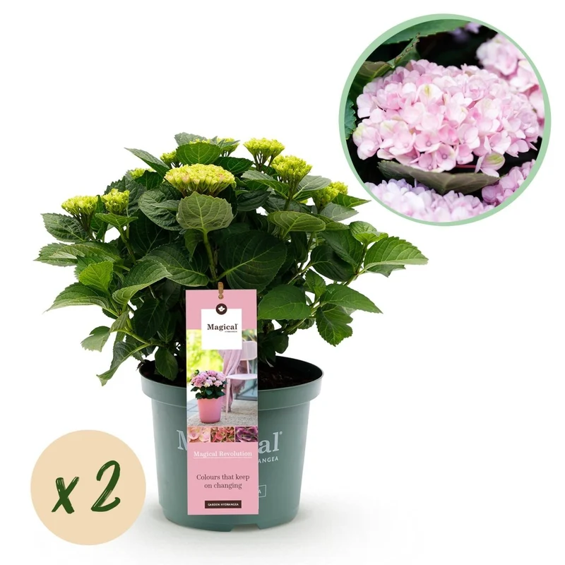 Hortensie 'Magical Revolution' Pink kaufen – Hydrangea macrophylla | 2 Pflanzen, Farbwechsel