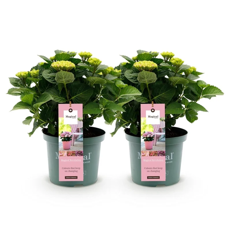 Hortensie 'Magical Revolution' Pink kaufen – Hydrangea macrophylla | 2 Pflanzen, Farbwechsel