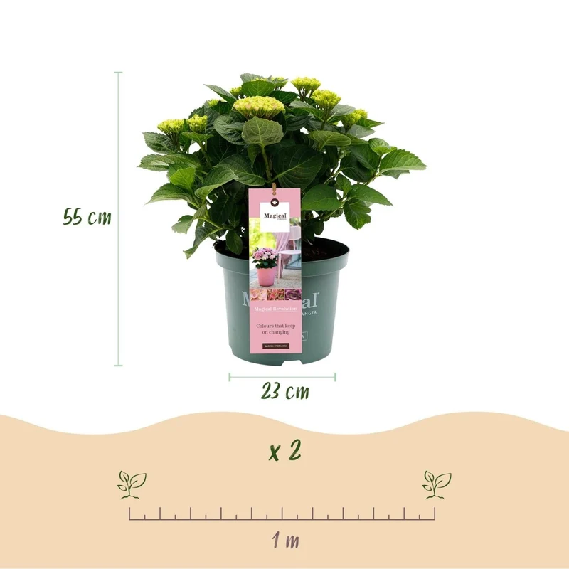 Hortensie 'Magical Revolution' Pink kaufen – Hydrangea macrophylla | 2 Pflanzen, Farbwechsel
