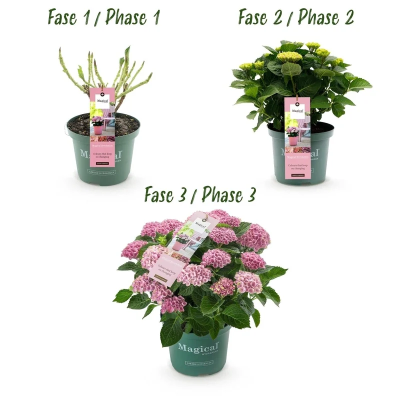 Hortensie 'Magical Revolution' Pink kaufen – Hydrangea macrophylla | 2 Pflanzen, Farbwechsel