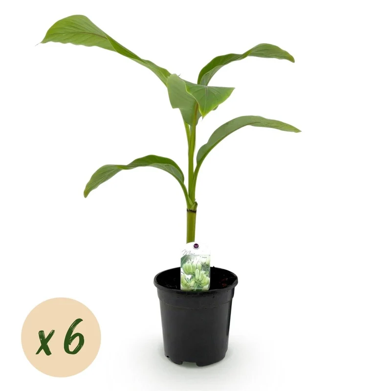 Musa basjoo – Winterharte Bananenpflanze für Garten & Balkon