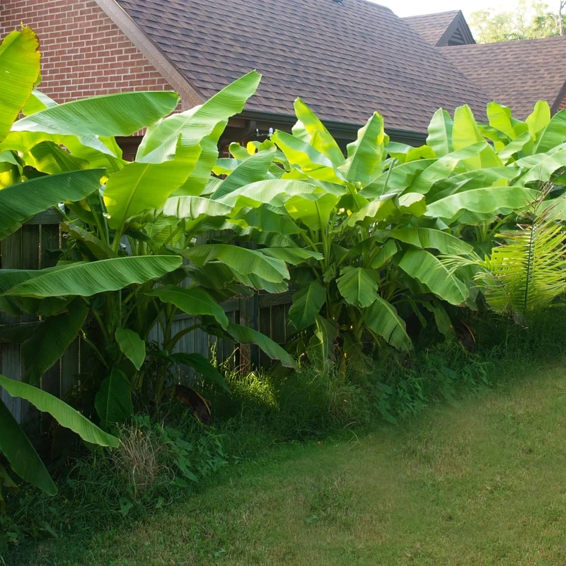 Musa basjoo – Winterharte Bananenpflanze für Garten & Balkon