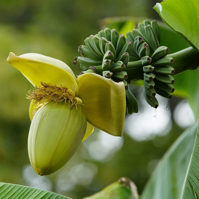 Musa basjoo – Winterharte Bananenpflanze für Garten & Balkon
