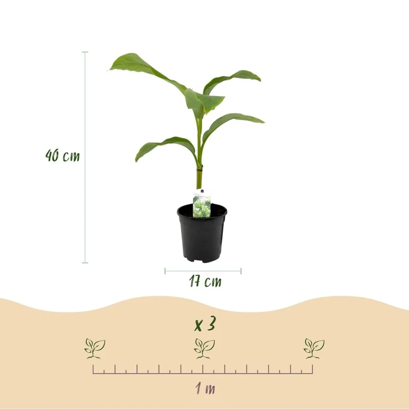 Musa basjoo – Winterharte Bananenpflanze für Garten & Balkon