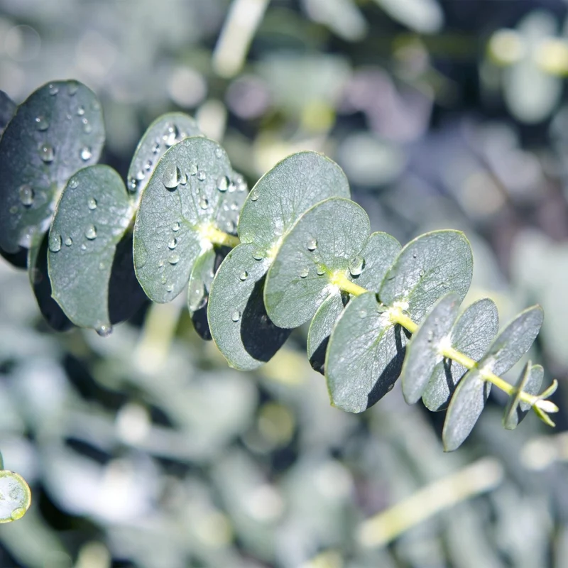 Terrassenpflanze - Eukalyptusbaum - Eucalyptus gunni - Grau - 4 Pflanzen - Winterhart - Topf 17cm Höhe 40cm
