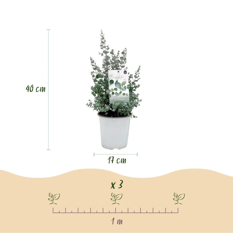 Terrassenpflanze - Eukalyptusbaum - Eucalyptus gunni - Grau - 4 Pflanzen - Winterhart - Topf 17cm Höhe 40cm