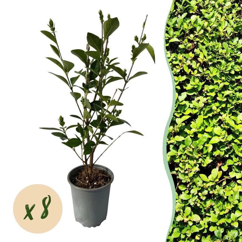 Ligustrum ovalifolium – 8 Pflanzen für 1 m Hecke | Immergrün & schnittfest