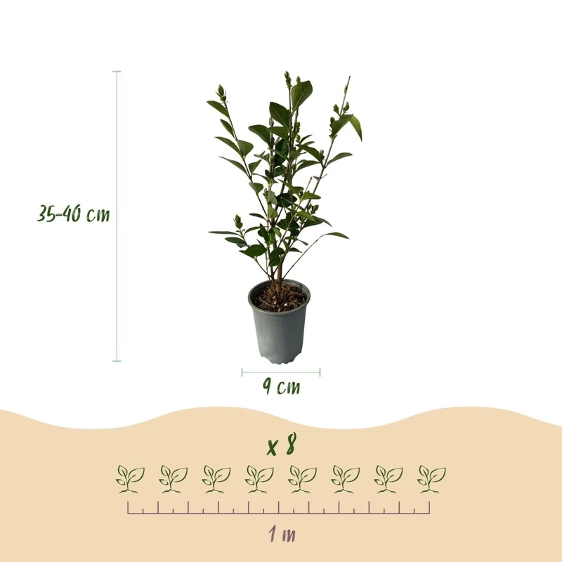 Ligustrum ovalifolium – 8 Pflanzen für 1 m Hecke | Immergrün & schnittfest
