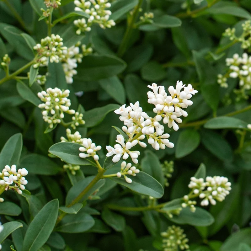 Ligustrum ovalifolium – 8 Pflanzen für 1 m Hecke | Immergrün & schnittfest
