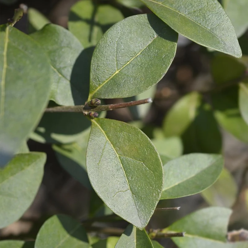 Ligustrum ovalifolium – 8 Pflanzen für 1 m Hecke | Immergrün & schnittfest