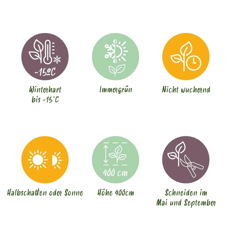 Ligustrum ovalifolium – 8 Pflanzen für 1 m Hecke | Immergrün & schnittfest