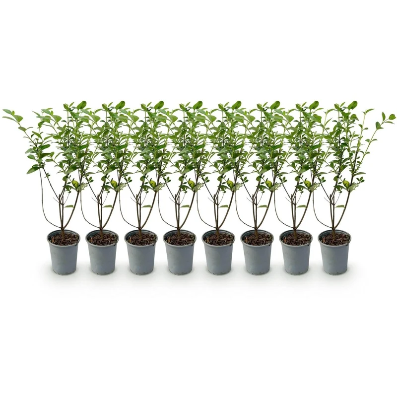 Ligustrum ovalifolium – 8 Pflanzen für 1 m Hecke | Immergrün & schnittfest